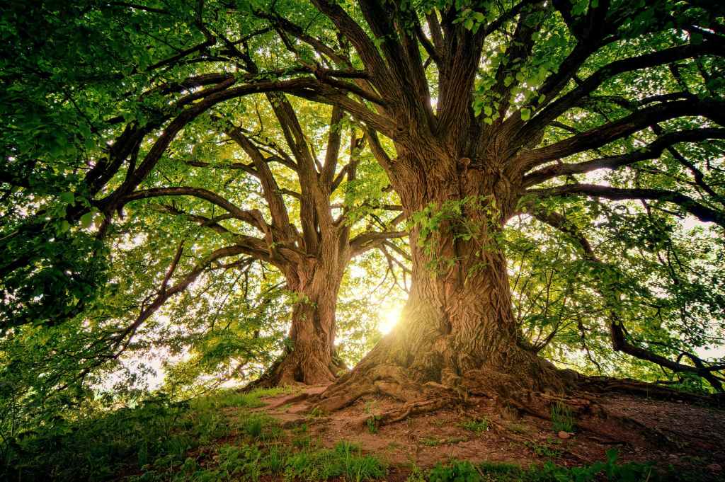 We Are One – A Study in Organic Dynamics
