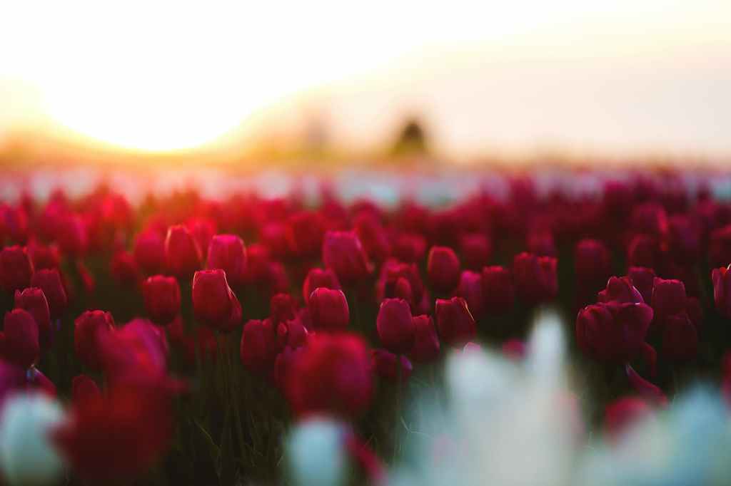 A Death Knell of Calvinism?