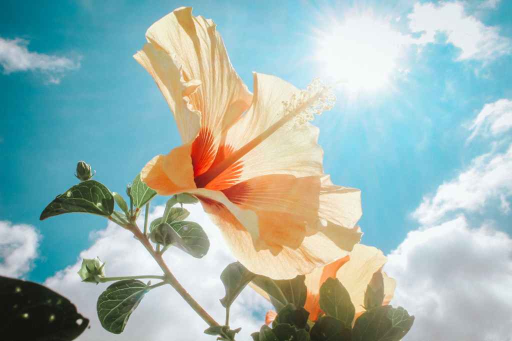 Christ’s Unapproachable Light