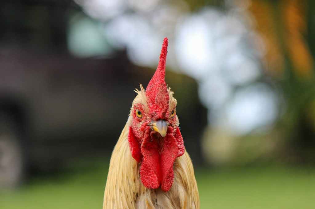 Those Chicken Jokes