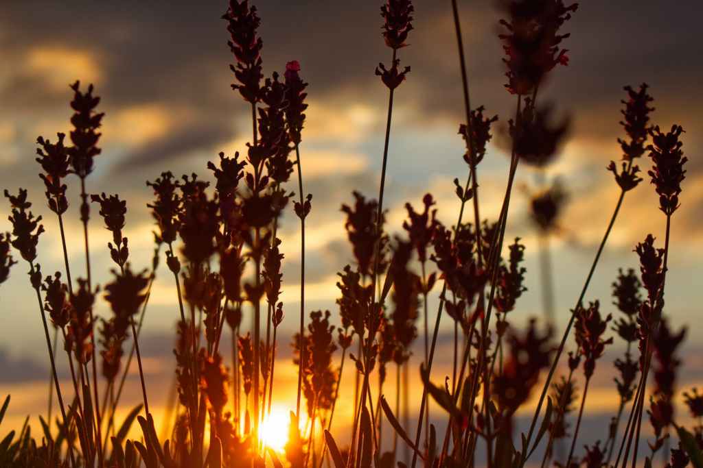 Who was Melchizedek?