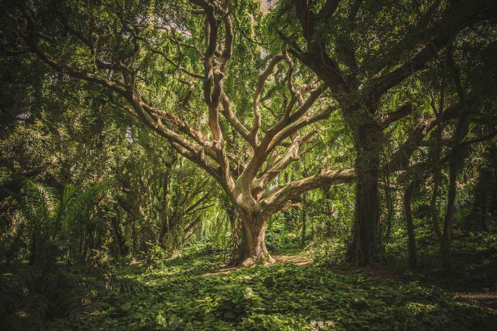 The “Olive Tree” And The Gentiles “Grafted&nbsp;In”