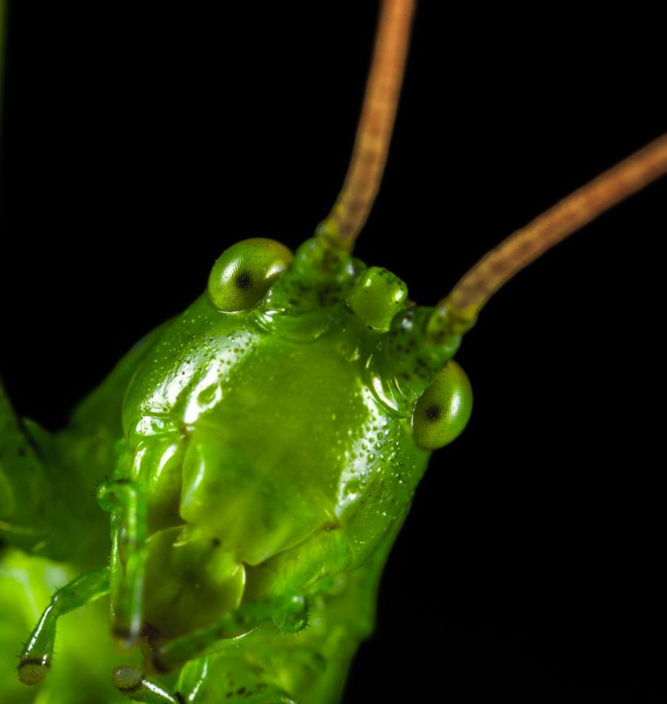 Freaky Locusts with Stingers