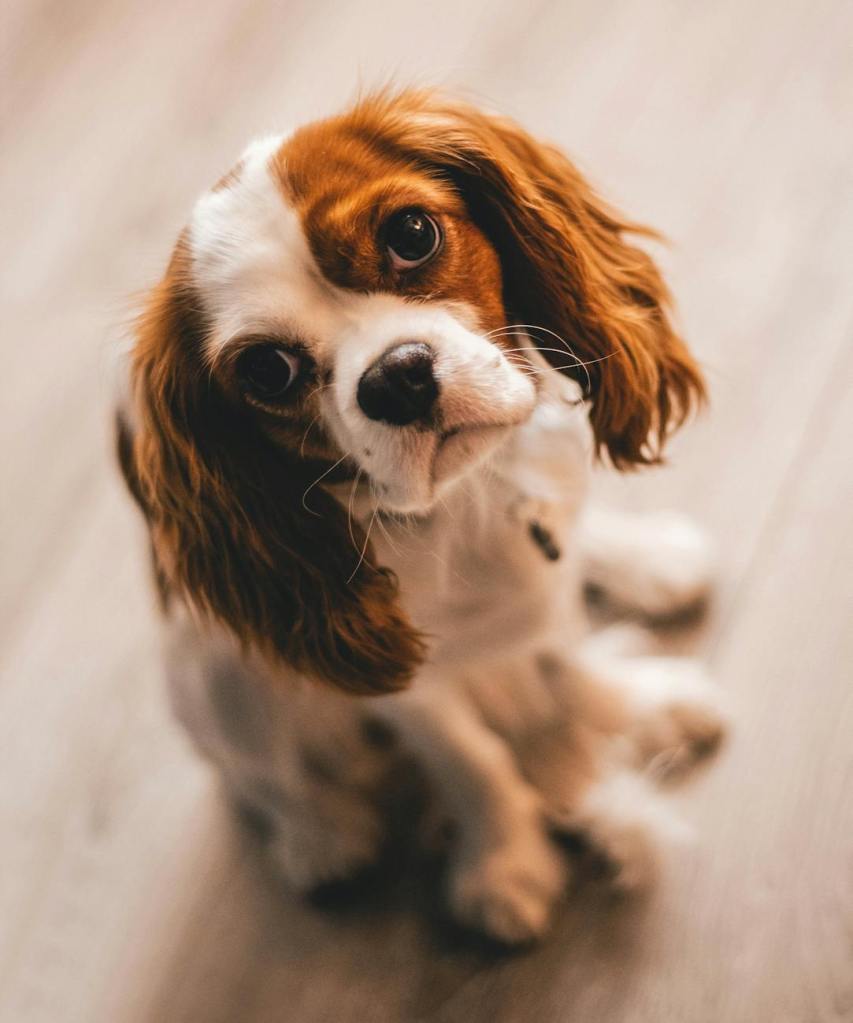 Love Eyes